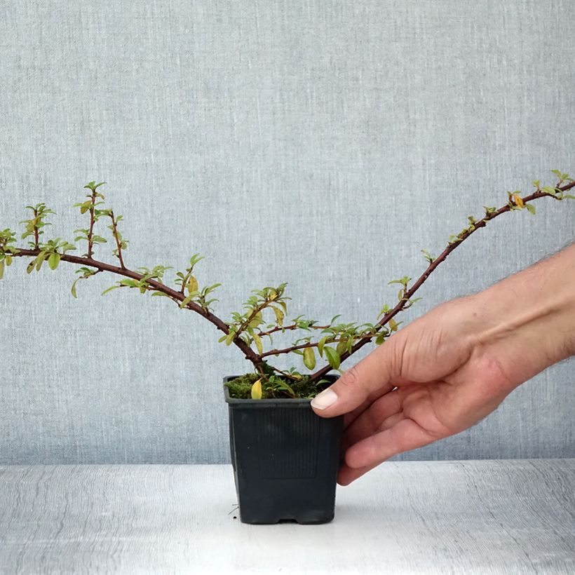 Spécimen de Cotonéaster suecicus Skogholm Godet de 8/9 cm tel que livré en été