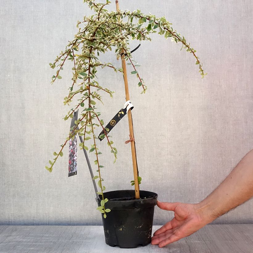 Spécimen de Cotoneaster suecicus Juliette Pot de 4L/5L, Tige, Tige de 60 cm tel que livré en été