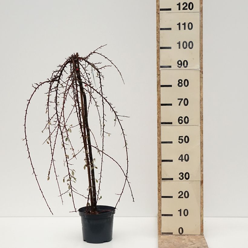 Spécimen de Cotoneaster x suecicus Erlinda Pot de 3L/4L, Tige tel que livré en hiver