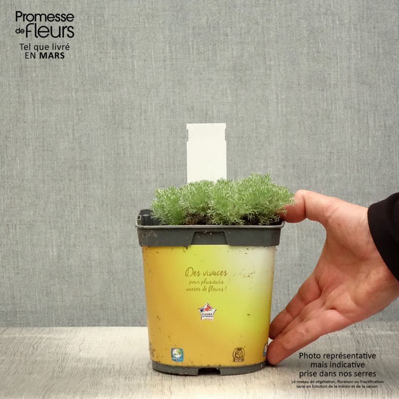 Spécimen de Cotula hispida - Leptinella Pot de 2L/3L tel que livré au printemps