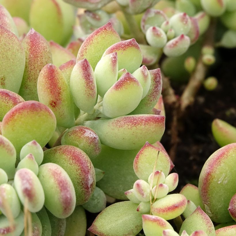 Cotyledon pendens - Cotylédon pendant (Feuillage)