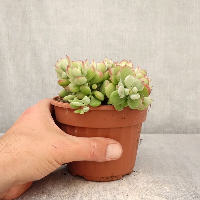 Spécimen de Cotyledon pendens - Cotylédon pendant Pot de 1L/1,5L tel que livré au printemps
