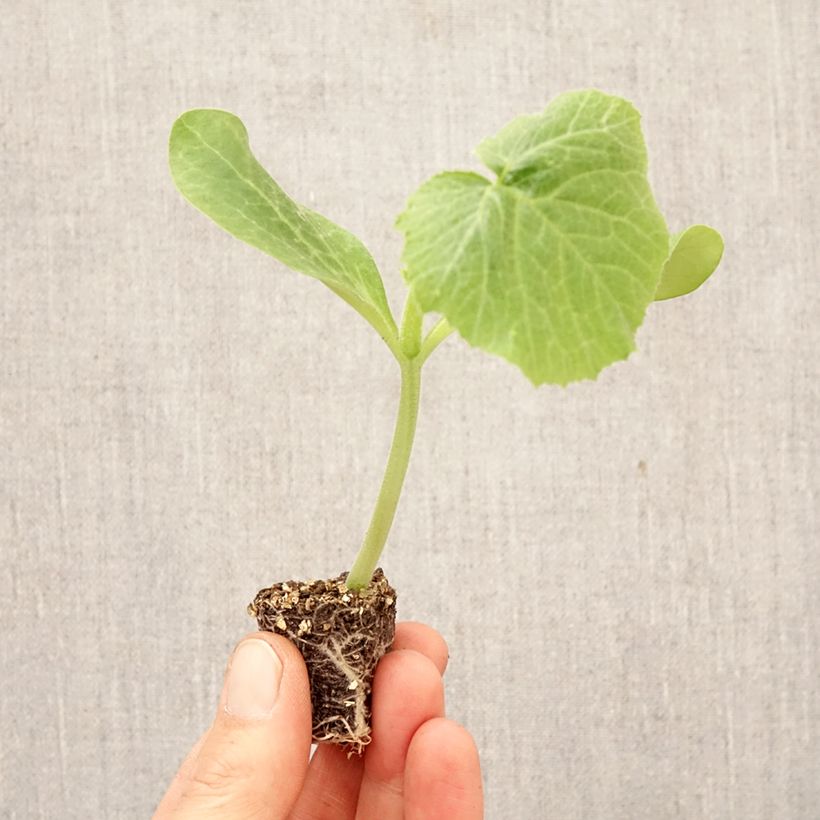Spécimen de Courgette Sure Thing F1 en plant Mini-motte Ø 3/4 cm tel que livré au printemps