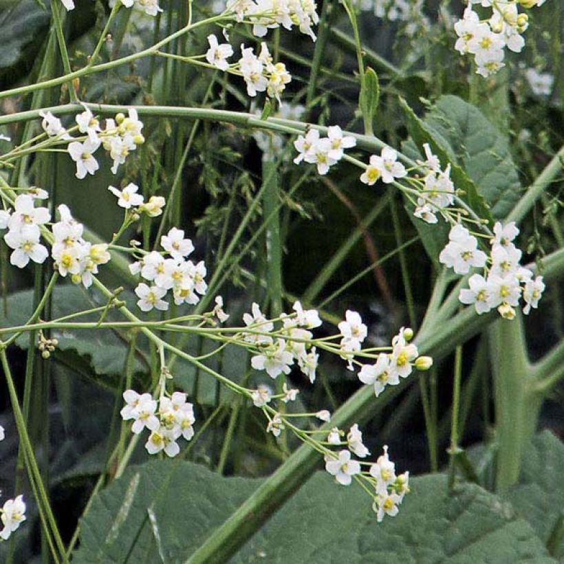 Crambe cordifolia - Chou nuage blanc (Floraison)