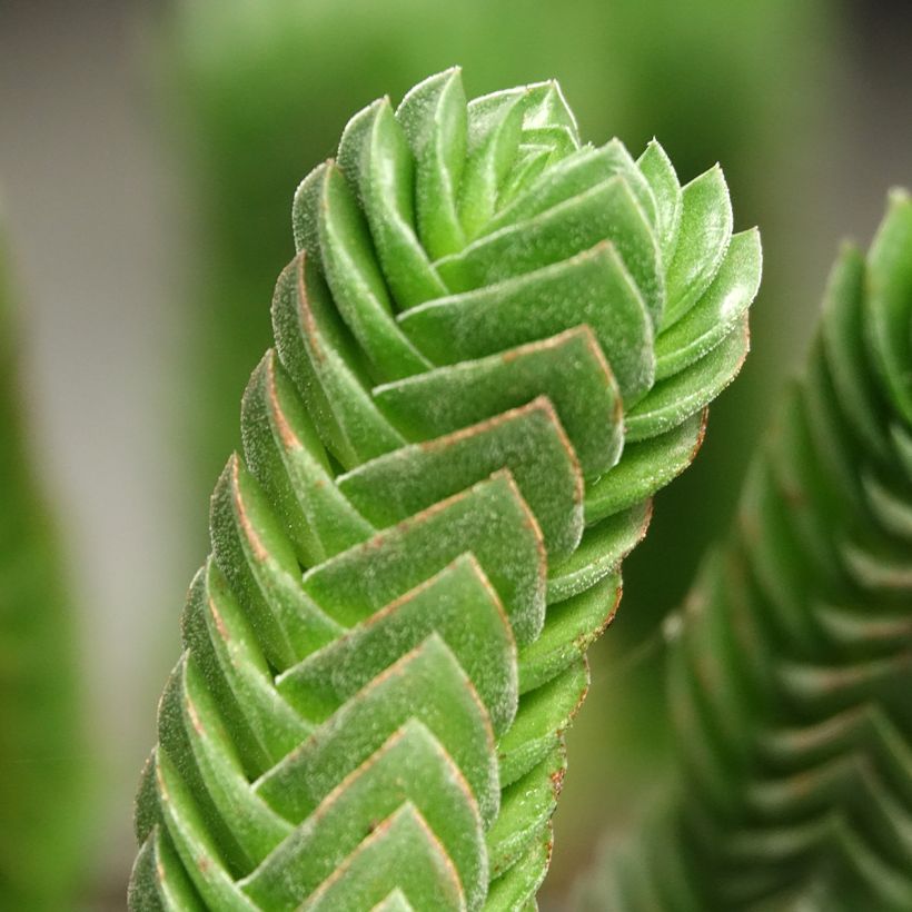 Crassula Buddha's Temple (Feuillage)