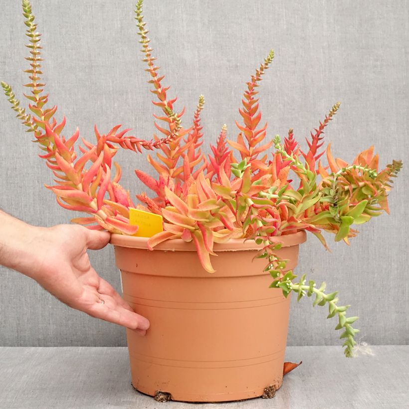 Spécimen de Crassula capitella Pot de 7,5L/10L, 25/30 diamètre tel que livré en été