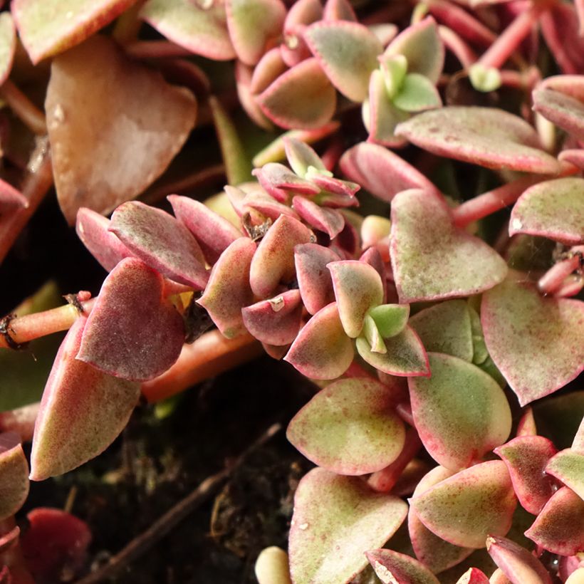 Crassula Desert Diamond (Feuillage)