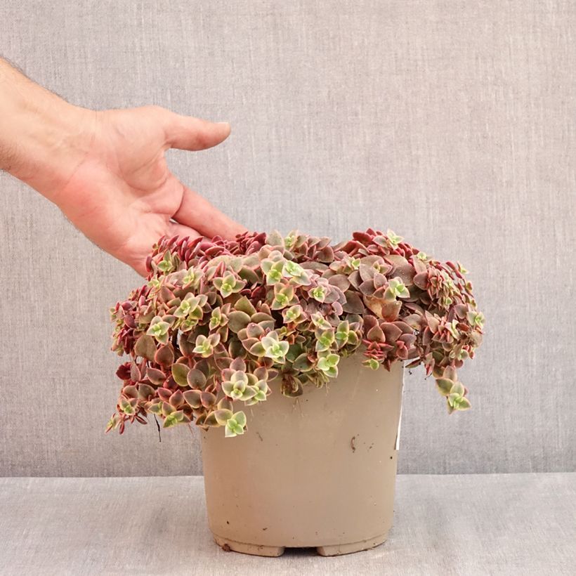 Spécimen de Crassula Desert Diamond Pot de 3L/4L tel que livré en été