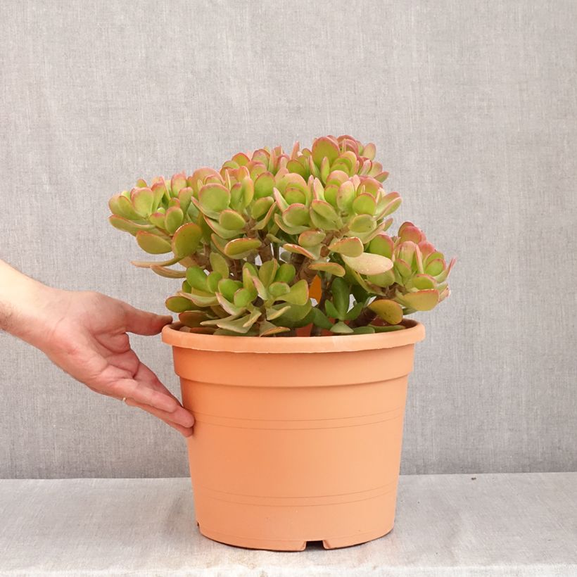 Spécimen de Crassula ovata - Arbre de Jade Pot de 7,5L/10L, 30/35 diamètre tel que livré en été