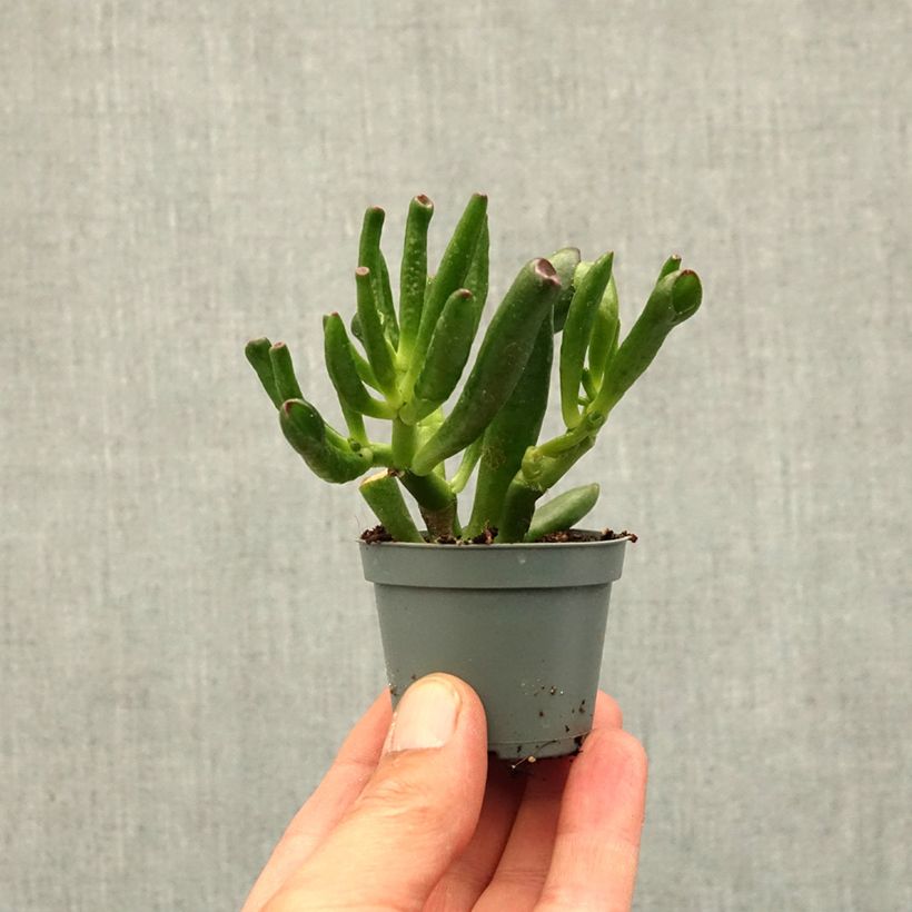 Spécimen de Crassula ovata Gollum (Coral) - Arbre de Jade Mini-plante tel que livré au printemps
