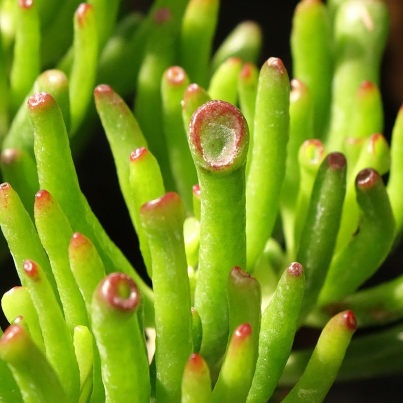 Crassula ovata Hobbit (Feuillage)