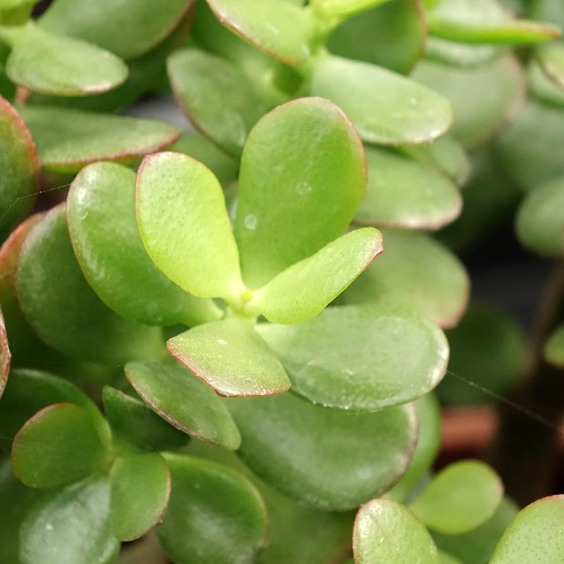 Crassula ovata Minor (Feuillage)