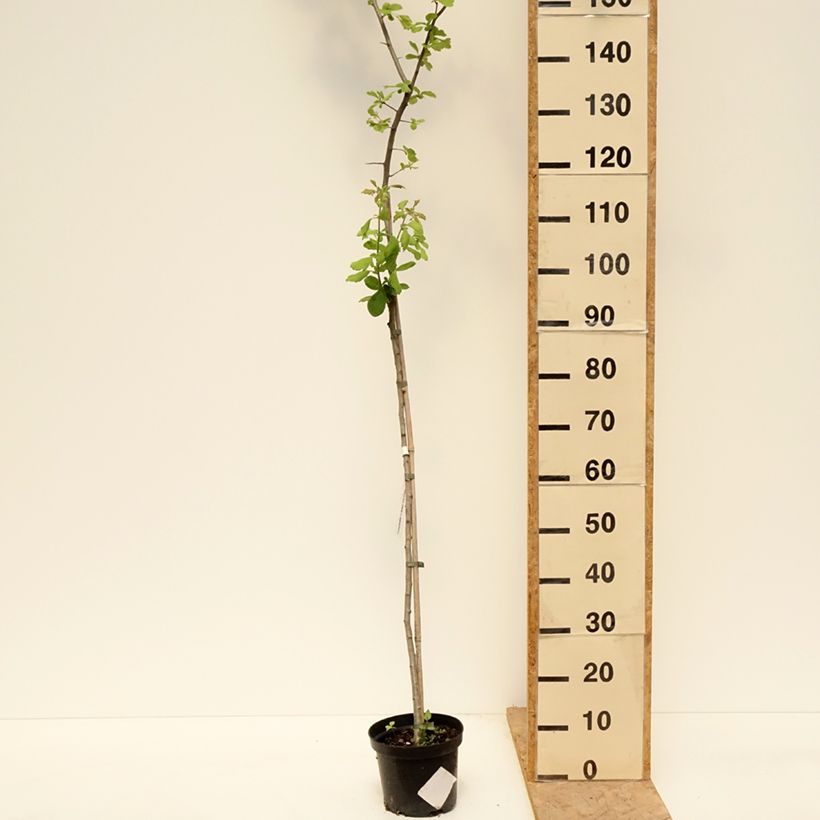 Spécimen de Crataegomespilus dardarii Jules d'Asnière Pot de 3L/4L, Tige tel que livré au printemps