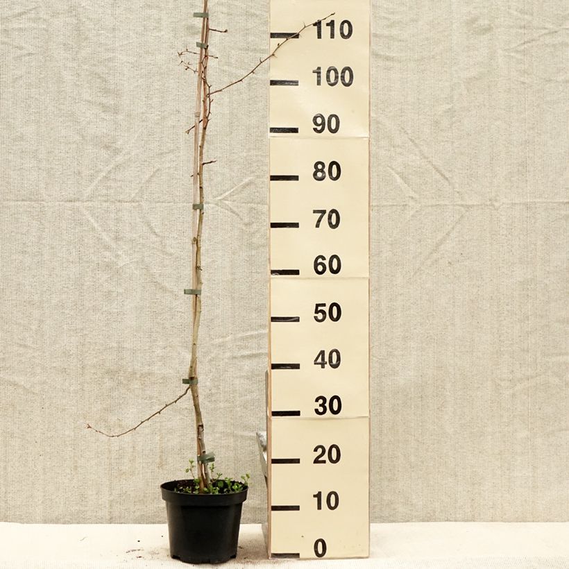 Example of Crataegus laevigata Auriculata - Aubépine lisse Pot de 3L/4L as you get in printemps