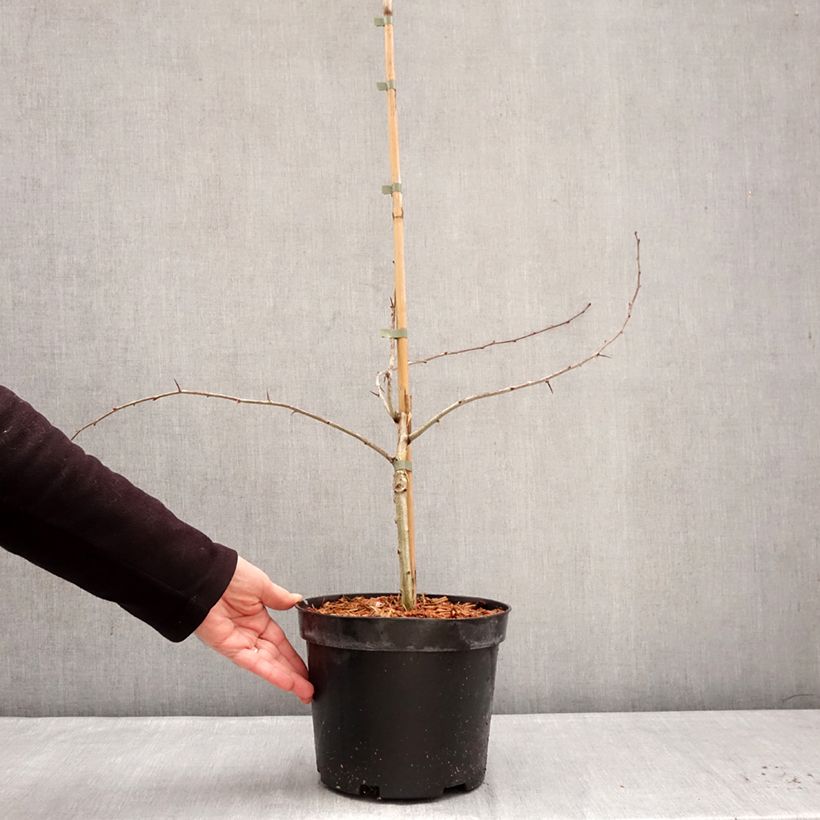 Example of Crataegus laevigata Masekii - Aubépine lisse Pot de 4L/5L, Buisson as you get in hiver