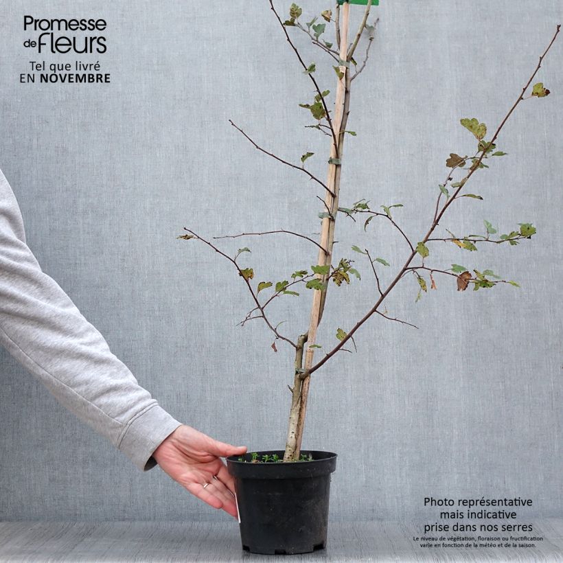 Example of Crataegus laevigata Mutabilis Ravnholdt - Aubépine lisse Pot de 4L/5L as you get in automne