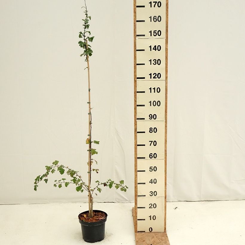 Spécimen de Crataegus laevigata Princesse Sturdza - Aubépine lisse Pot de 4L/5L tel que livré en automne