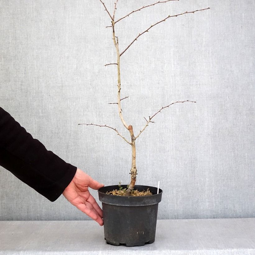 Spécimen de Crataegus laevigata Rosea Flore Pleno - Aubépine Pot de 3L/4L tel que livré au printemps