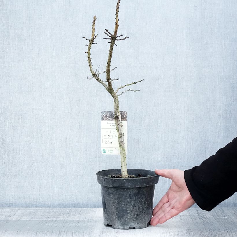 Spécimen de Crataegus monogyna Compacta - Aubépine monogyne Pot de 3L/4L tel que livré en automne