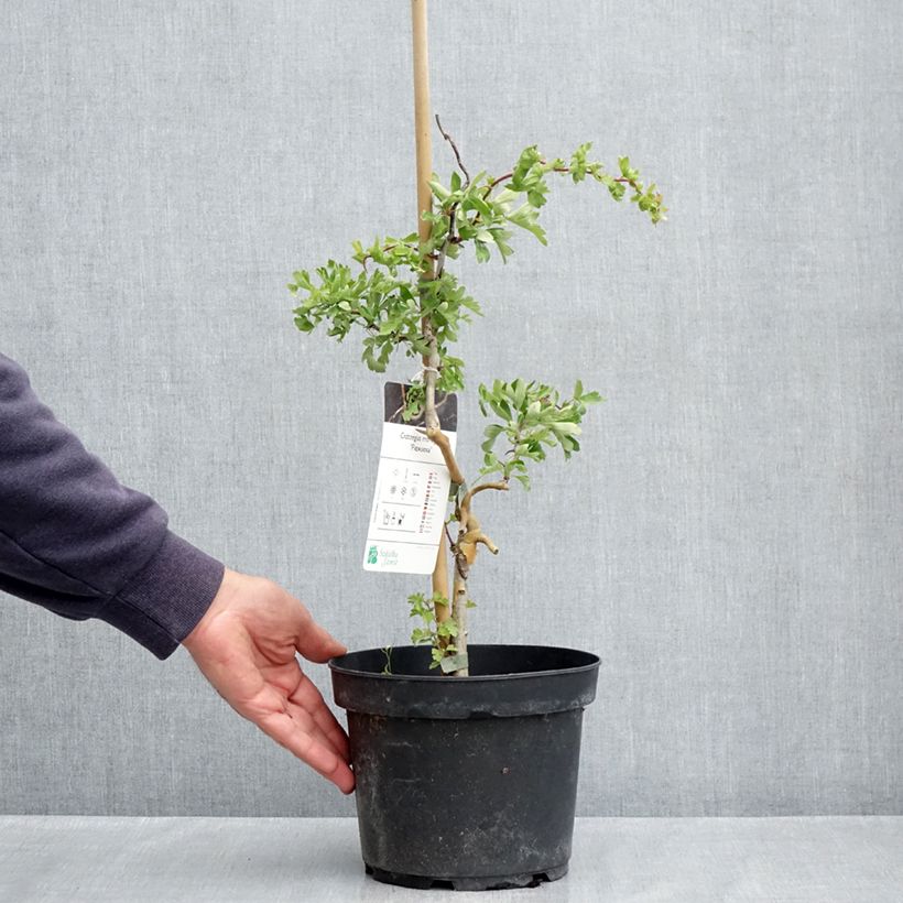 Spécimen de Crataegus monogyna Flexuosa - Aubépine monogyne Pot de 3L/4L tel que livré au printemps