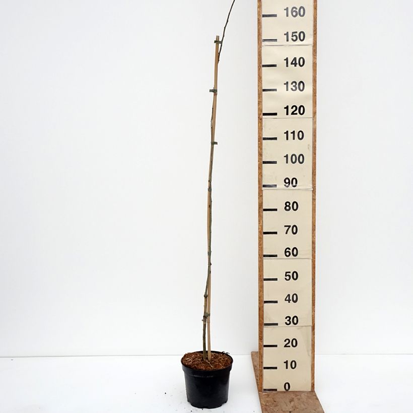 Spécimen de Crataegus monogyna Versicolor - Aubépine monogyne Pot de 3L/4L tel que livré en hiver