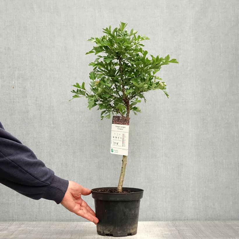 Spécimen de Crataegus monogyna Versicolor - Aubépine monogyne Pot de 3L/4L tel que livré au printemps