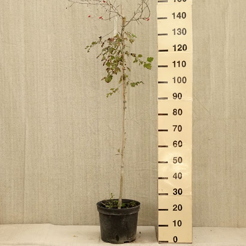 Spécimen de Crataegus x media (x laevigata) Gireoudii - Aubépine hybride Coupe 7,5L / 10L tel que livré en automne