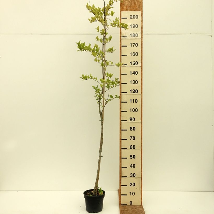 Spécimen de Crataemespilus grandiflora - Aubépine hybride Pot de 4L/5L, Tige tel que livré en été