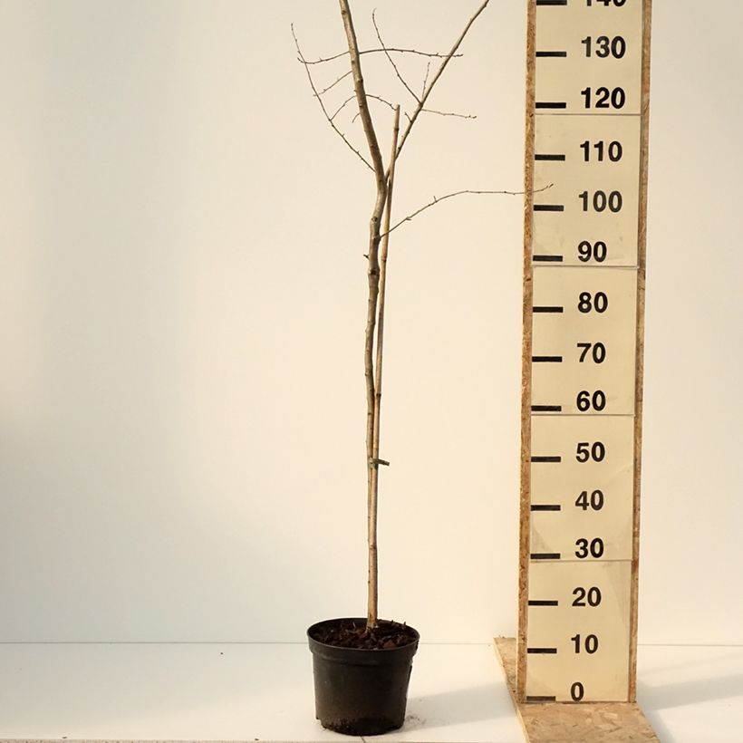 Spécimen de Crataemespilus grandiflora - Aubépine hybride Pot de 4L/5L, Tige tel que livré en hiver