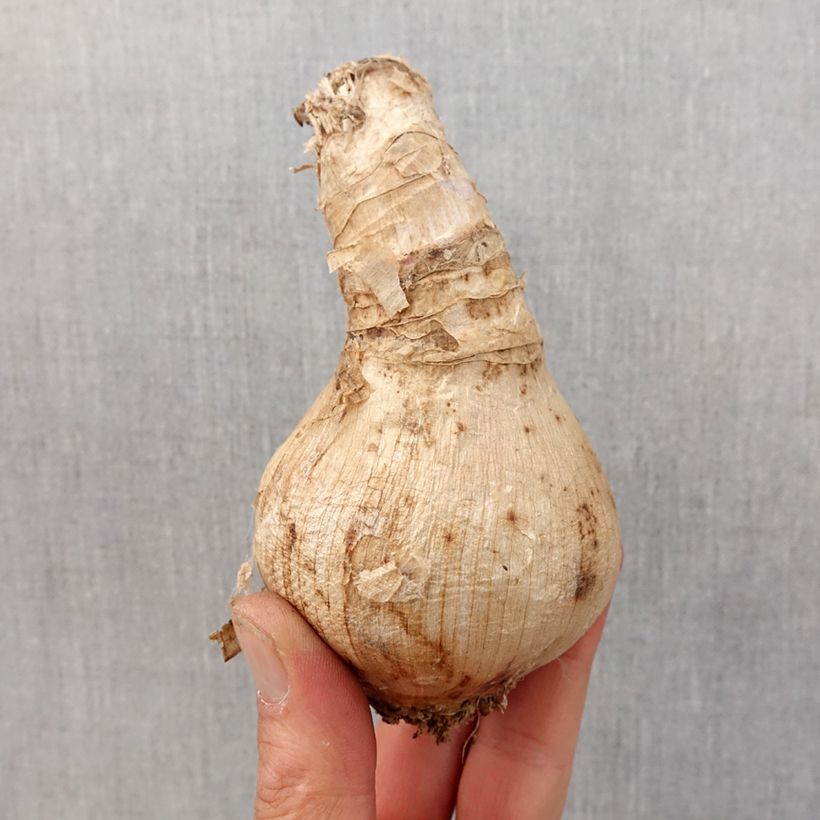 Spécimen de Crinum moorei Bulbe calibre 24+ tel que livré au printemps