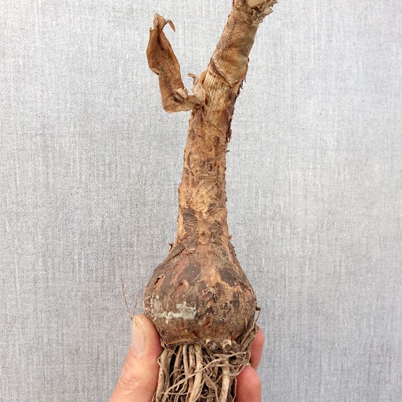 Spécimen de Crinum powellii Blanc Bulbe calibre 24+ tel que livré au printemps