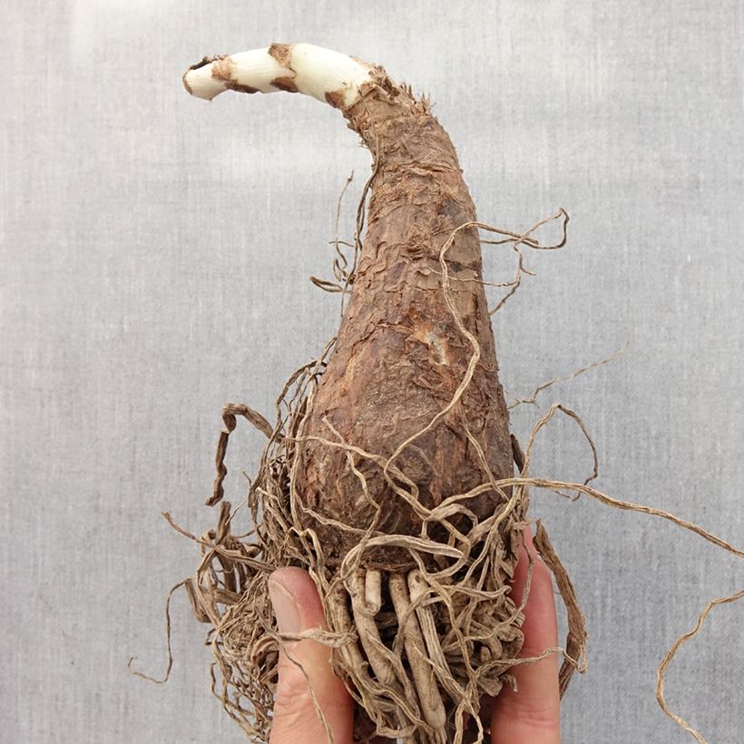 Example of Crinum Powellii Rosea - Crinole de Powell Rose Bulbe calibre 24+ as you get in printemps