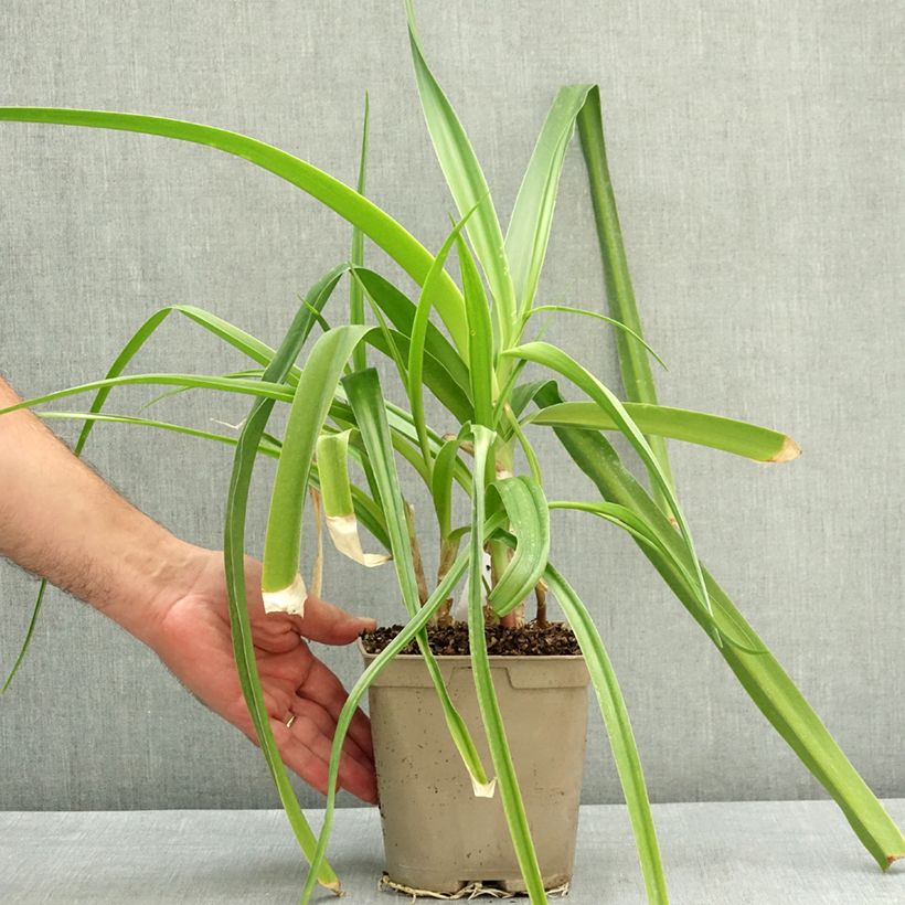Spécimen de Crinum Powellii Rosea - Crinole de Powell Rose Pot de 2L/3L calibre 24+ tel que livré en été