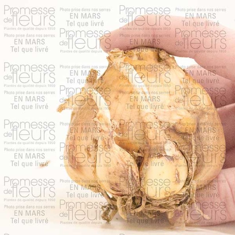 Example of Crinum Striped Beauty Bulbe calibre 24+ as you get