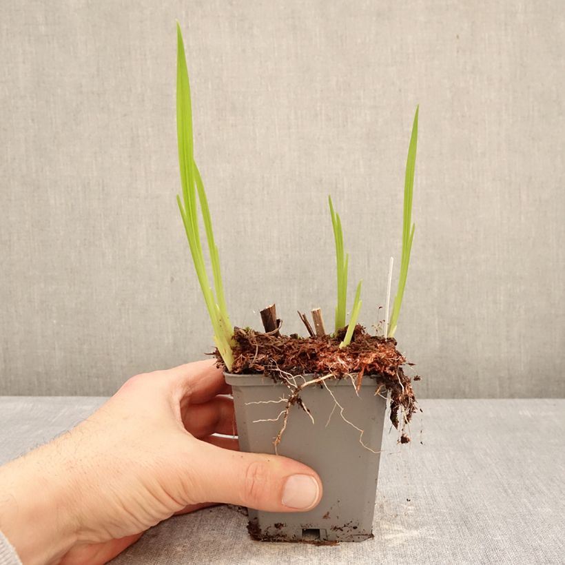 Spécimen de Crocosmia crocosmiiflora Norwich Canary -  Montbretia Godet de 8/9 cm calibre 7+ tel que livré en hiver