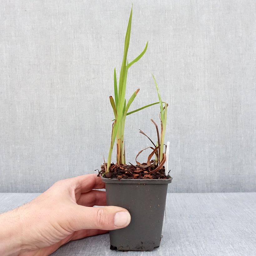 Spécimen de Crocosmia hybride Saracen - Montbretia Godet de 8/9 cm tel que livré au printemps