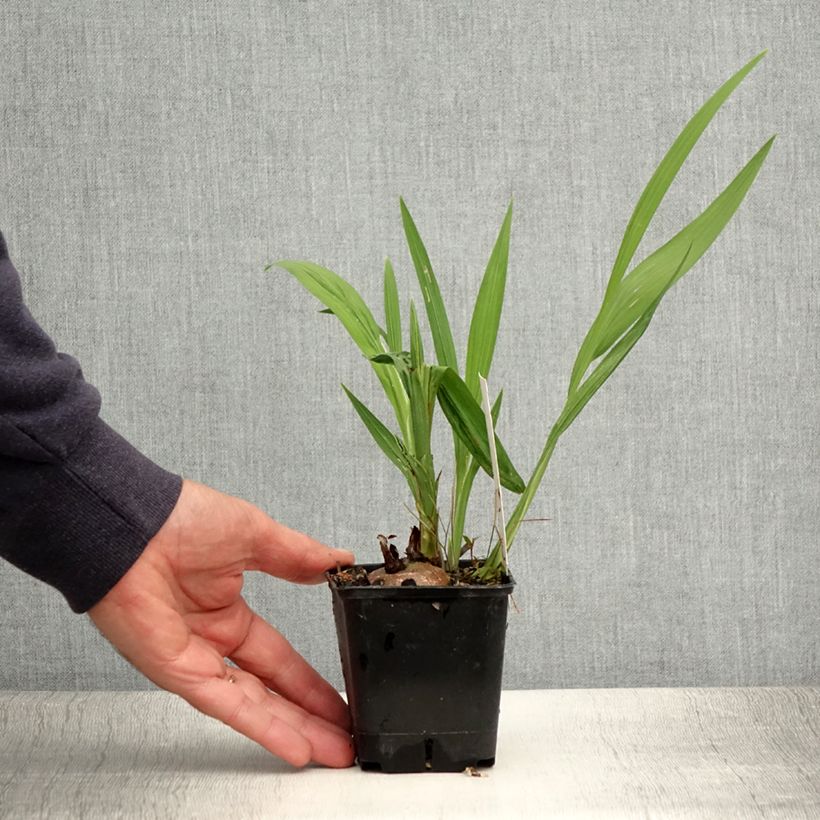 Spécimen de Crocosmia Lucifer - Montbretia rouge écarlate Godet de 8/9 cm tel que livré en été