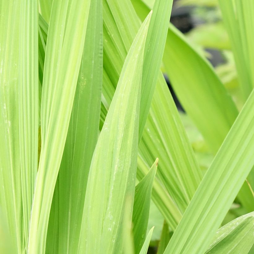 Crocosmia Lucifer - Montbretia rouge écarlate (Feuillage)