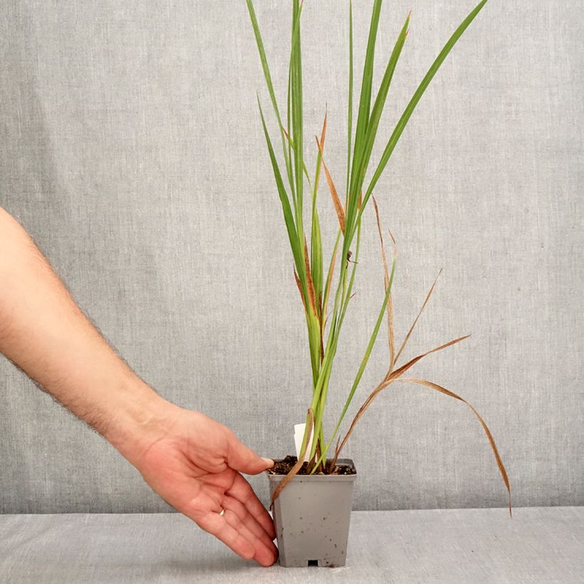 Spécimen de Crocosmia masoniorum -  Montbretia orange vif Godet de 8/9 cm calibre 8/10 tel que livré en automne