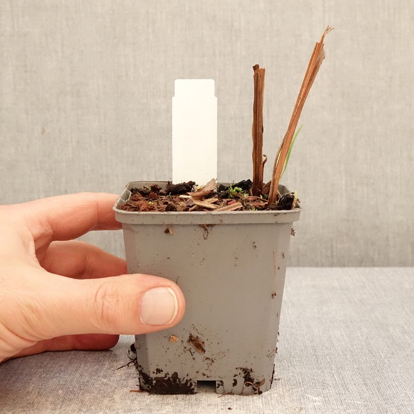 Example of Crocosmia ou montbretia Fire King Godet de 8/9 cm calibre 6+ as you get in hiver