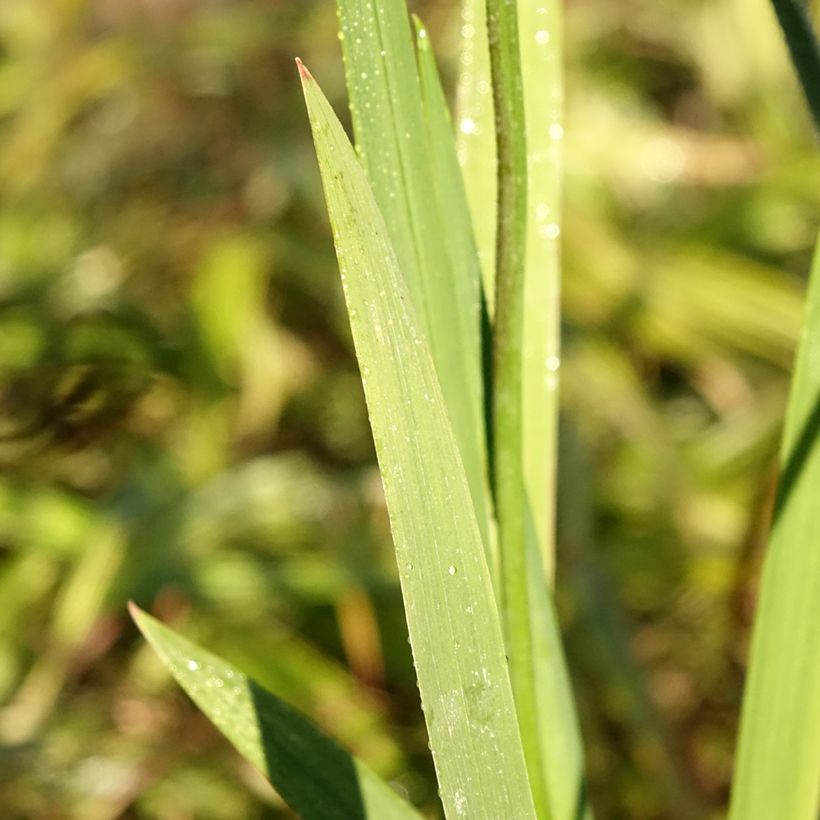 Crocosmia ou montbretia Fire King (Foliage)