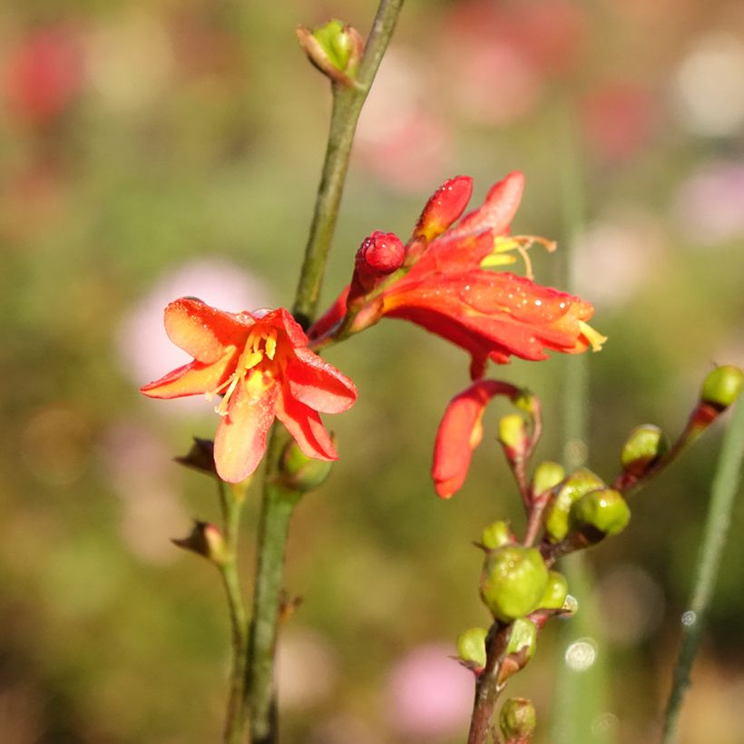 Crocosmia ou montbretia Fire King (Flowering)