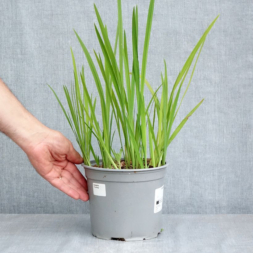 Example of Crocosmia ou montbretia Fire King Pot de 3L/4L calibre 6+ as you get in printemps