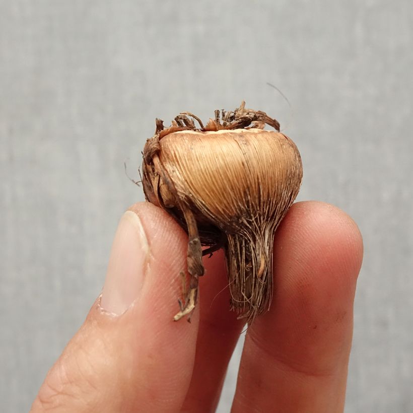 Spécimen de Crocosmia ou montbretia Walberton yellow Bulbe calibre 8+ tel que livré au printemps