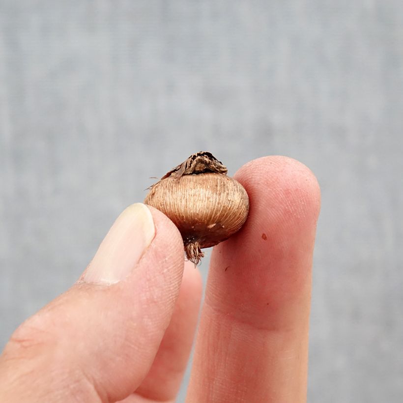 Spécimen de Crocus ancyrensis Golden Bunch Bulbe calibre 5+ tel que livré en automne