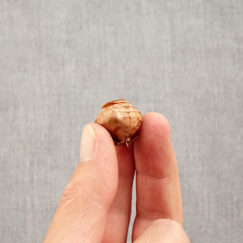 Example of Crocus botanique Fairy Bulbe calibre 5+ as you get in automne