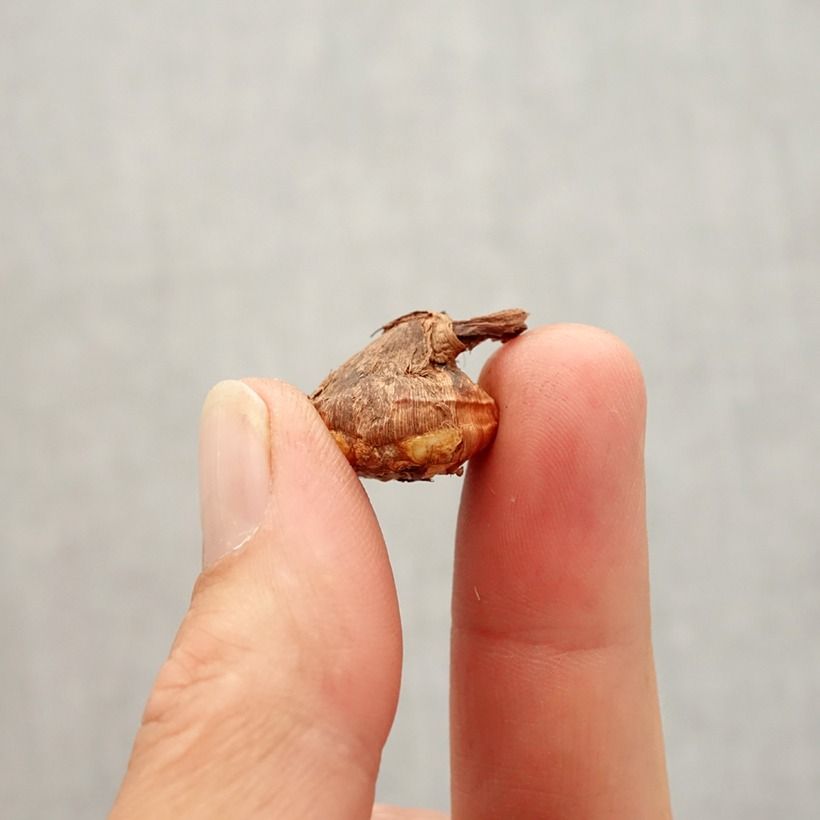 Spécimen de Crocus botanique karduchorum - Crocus d'automne Bulbe calibre 6+ tel que livré en automne