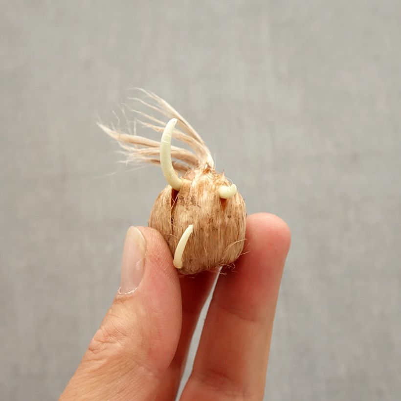 Spécimen de Crocus botanique kotschyanus - Crocus d'automne Bulbe calibre 8+ tel que livré en automne