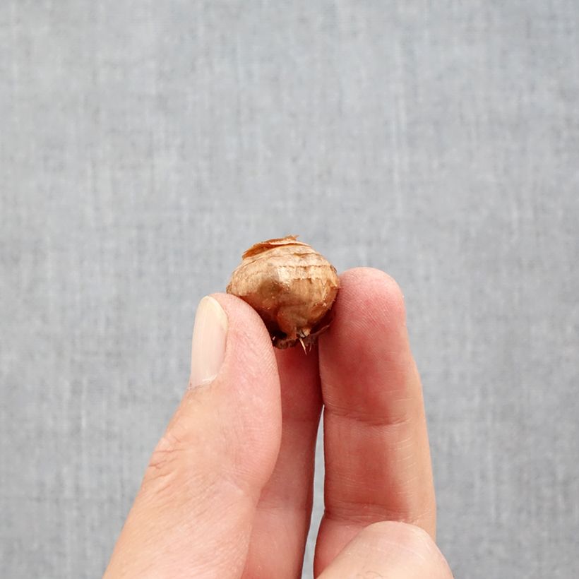 Spécimen de Crocus botanique ochroleucus - Crocus d'automne Bulbe calibre 5+ tel que livré en automne