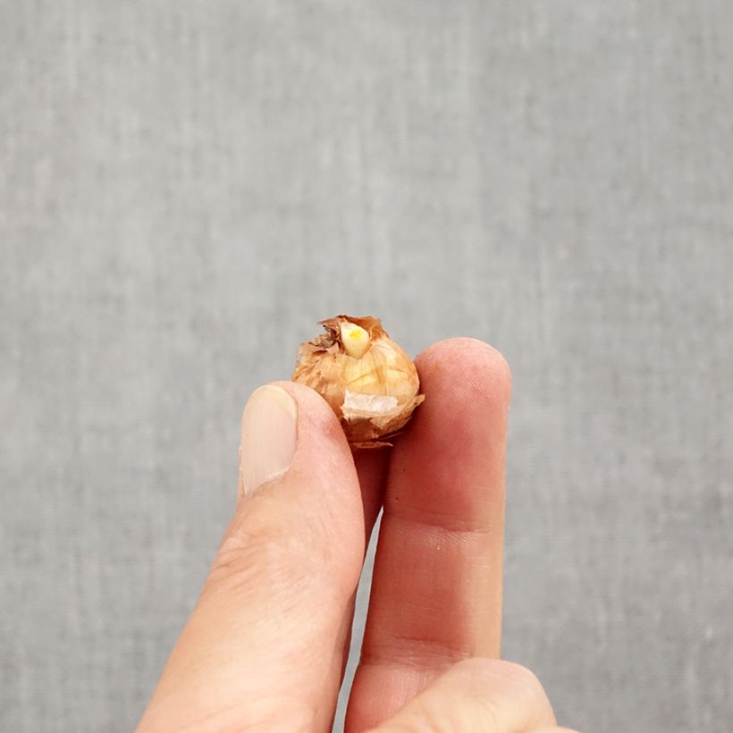 Spécimen de Crocus Cartwrightianus albus Bulbe calibre 5+ tel que livré en automne